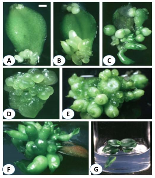 Tissue culture of Phalaenopsis: present status and future prospects