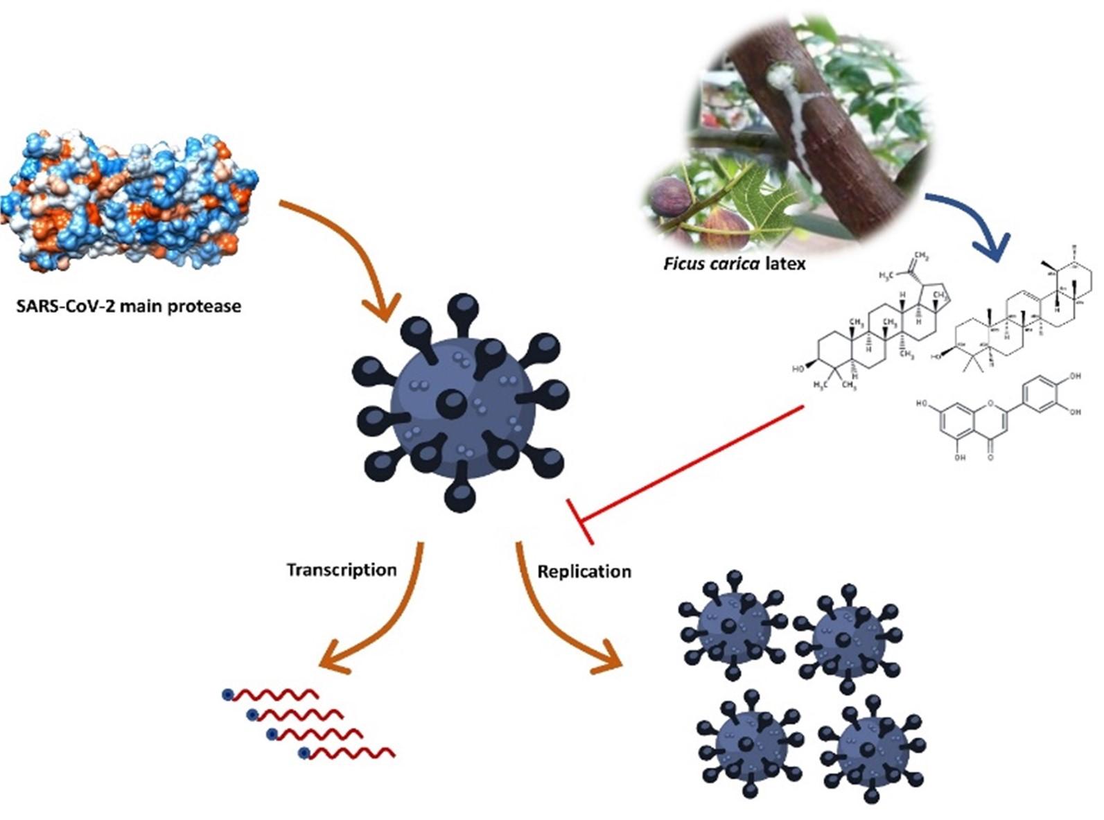 Identification of potential SARS-CoV-2 main protease inhibitors from Ficus Carica Latex: An in-silico approach