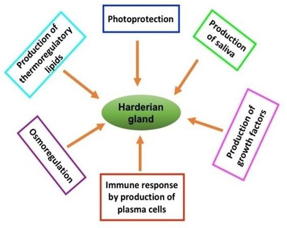 Morphometry and expression of immunoglobulins-containing plasma cells in the Harderian gland of Birds