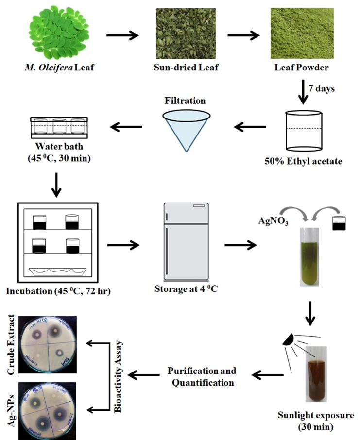 Antibacterial potential of synthesized silver nanoparticles from leaf extract of Moringa oleifera