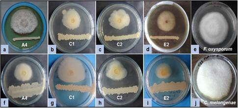 Screening of antagonistic potential bacteria from rhizosphere soil against phytopathogenic fungi related to selected vegetable crops