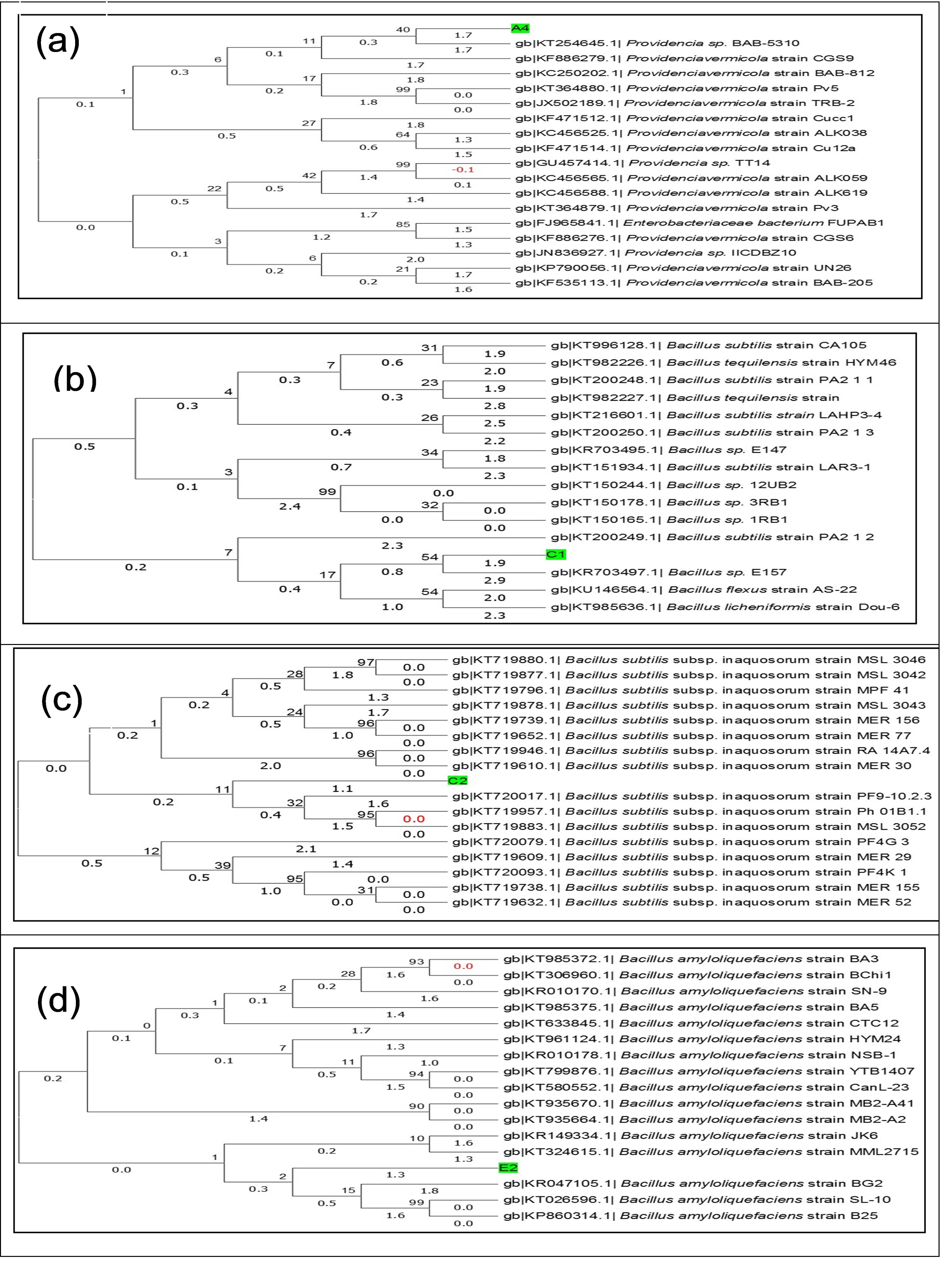Screening of antagonistic potential bacteria from rhizosphere soil against phytopathogenic fungi related to selected vegetable crops