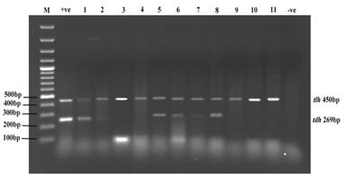 Detection of multi-antibiotic resistant  <span>Vibrio parahaemolyticus</span> isolated from fresh produce in Dhaka, Bangladesh