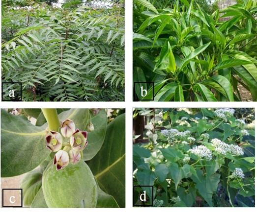 Molecular identification of four medicinal plants using DNA barcoding approach from Chittagong, Bangladesh
