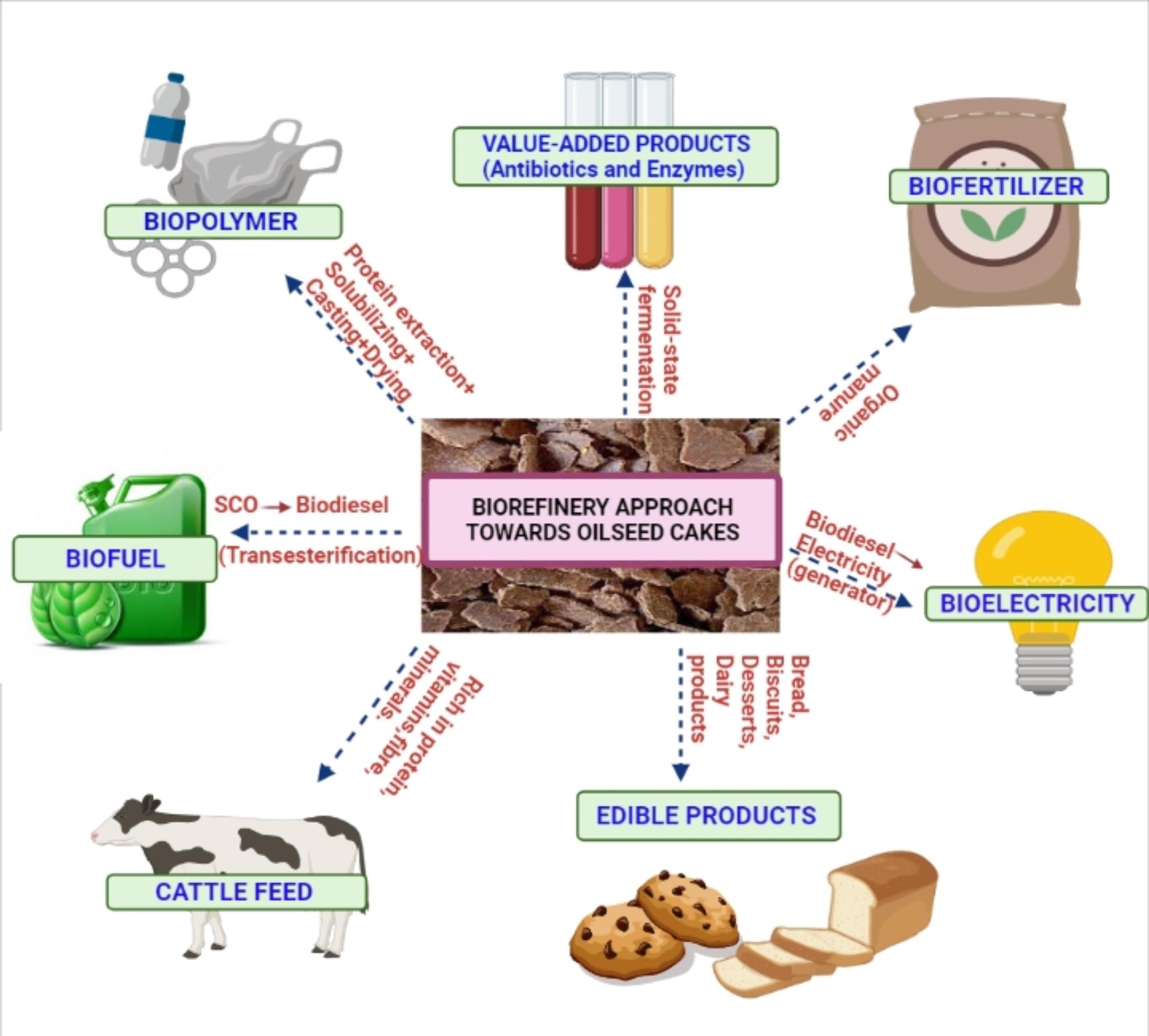 A comprehensive review on oilseed cakes and their potential as a feedstock for integrated biorefinery