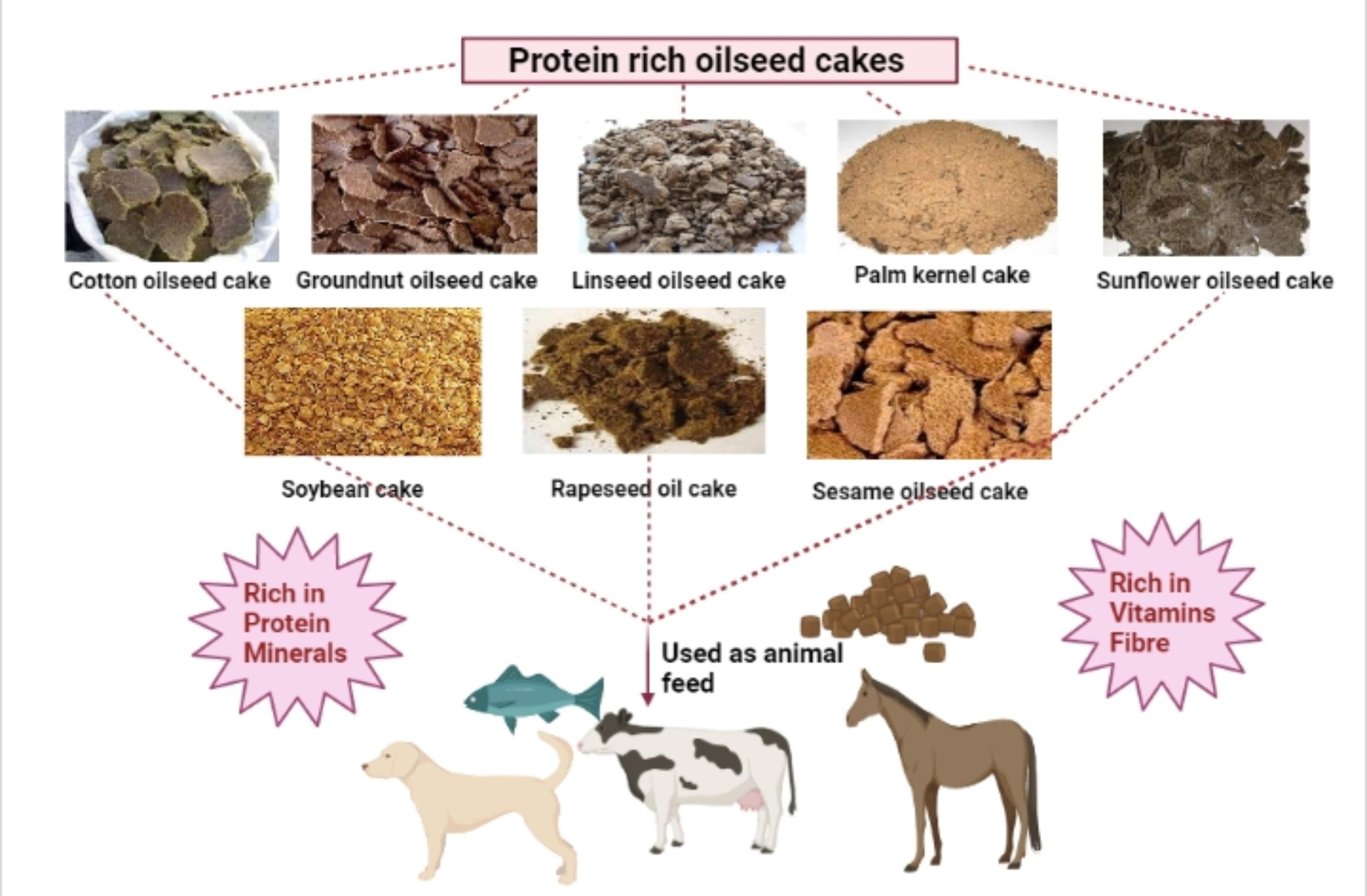 A comprehensive review on oilseed cakes and their potential as a feedstock for integrated biorefinery