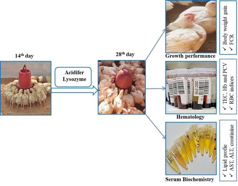 Dietary acidifier and lysozyme improve growth performances and hemato-biochemical profile in broiler chicken