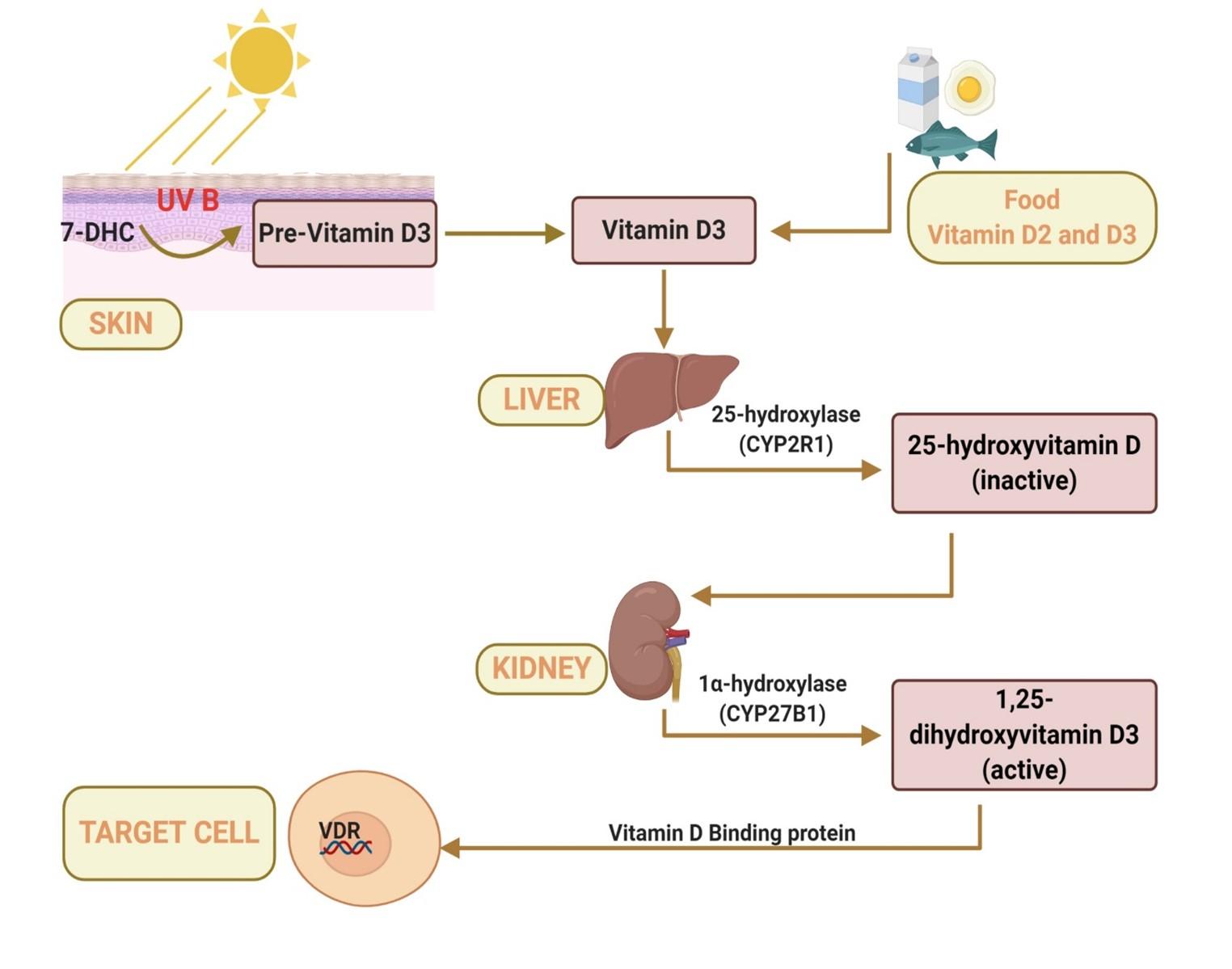 Potential roles of vitamin D in the treatment of COVID-19 patient and improving maternal and child health during pandemic