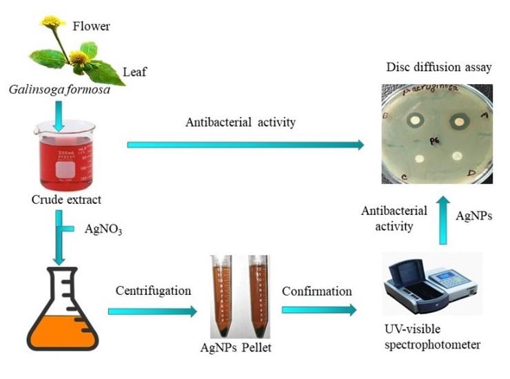 Antibacterial activity of silver nanoparticles synthesized from leaf and flower extracts of Galinsoga formosa