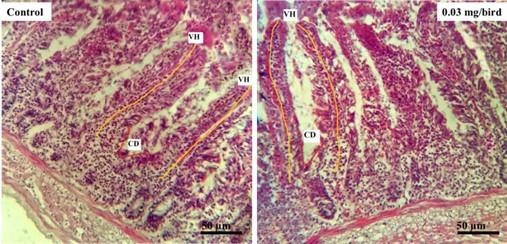 Evaluation of optimum dietary inclusion level of probiotics for potential benefits on intestinal histomorphometry, microbiota, and pH in Japanese Quails