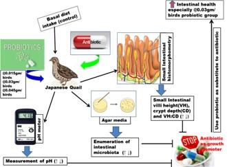 Evaluation of optimum dietary inclusion level of probiotics for potential benefits on intestinal histomorphometry, microbiota, and pH in Japanese Quails