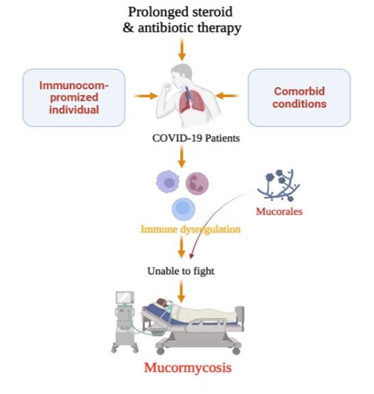 Mucormycosis (black fungus) and its impact on the COVID-19 patients: An updated review