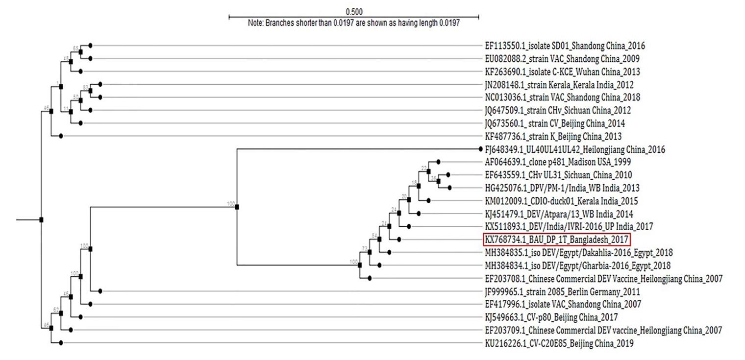 Comparative molecular analysis of contemporary isolates of duck plague virus from haor areas of Bangladesh