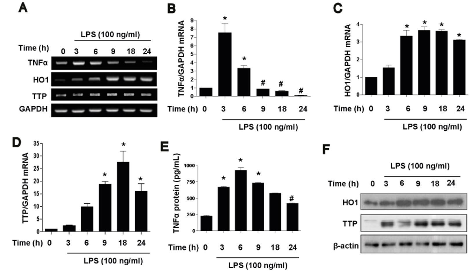 Lipopolysaccharide tolerance attenuates inflammatory responses by increasing heme oxygenase-1 and tristetraprolin expression in Raw264.7 macrophages