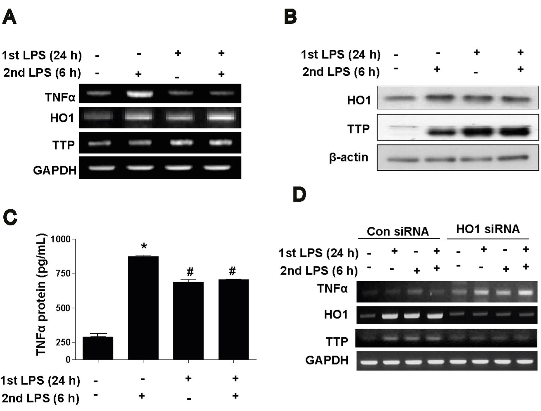Lipopolysaccharide tolerance attenuates inflammatory responses by increasing heme oxygenase-1 and tristetraprolin expression in Raw264.7 macrophages