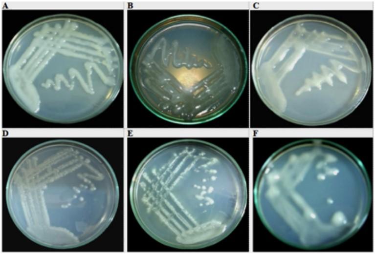 Presumptive correlation between phenotypic, genotypic and symbiotic diversities with antibiotic susceptibility traits of rhizobial strains from plant legumes