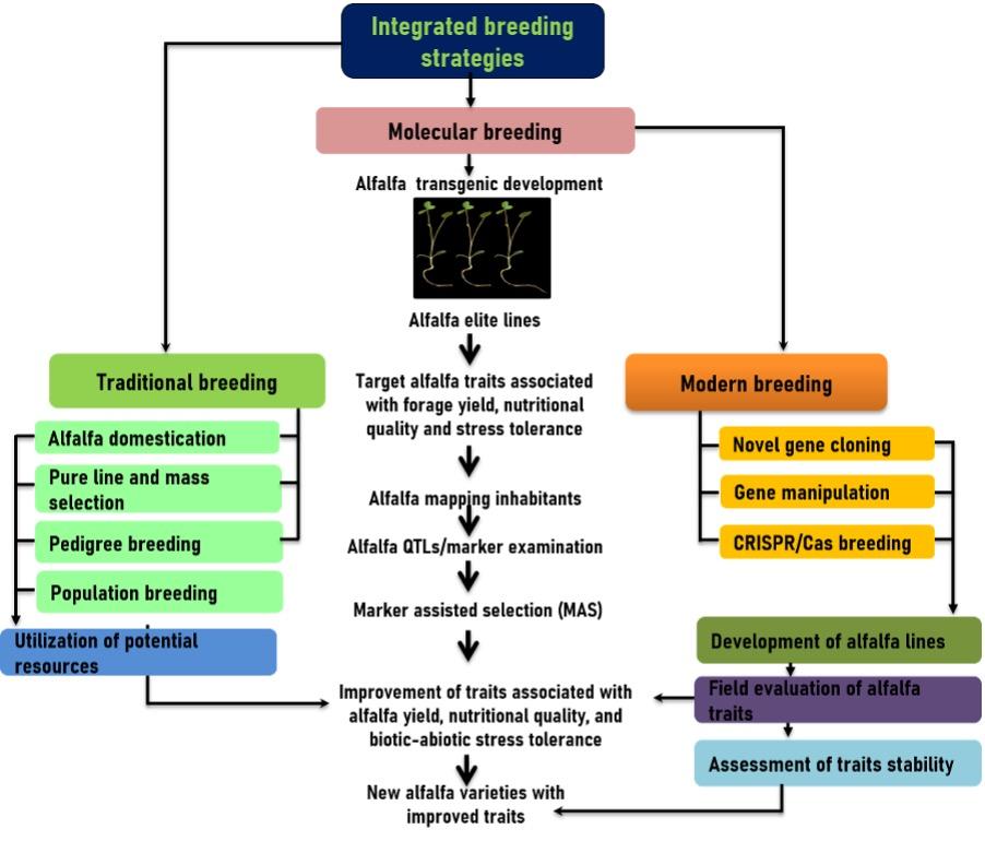 Exploring impact of integrated breeding strategies in enhancing yield, nutritional quality, and stress tolerance in alfalfa