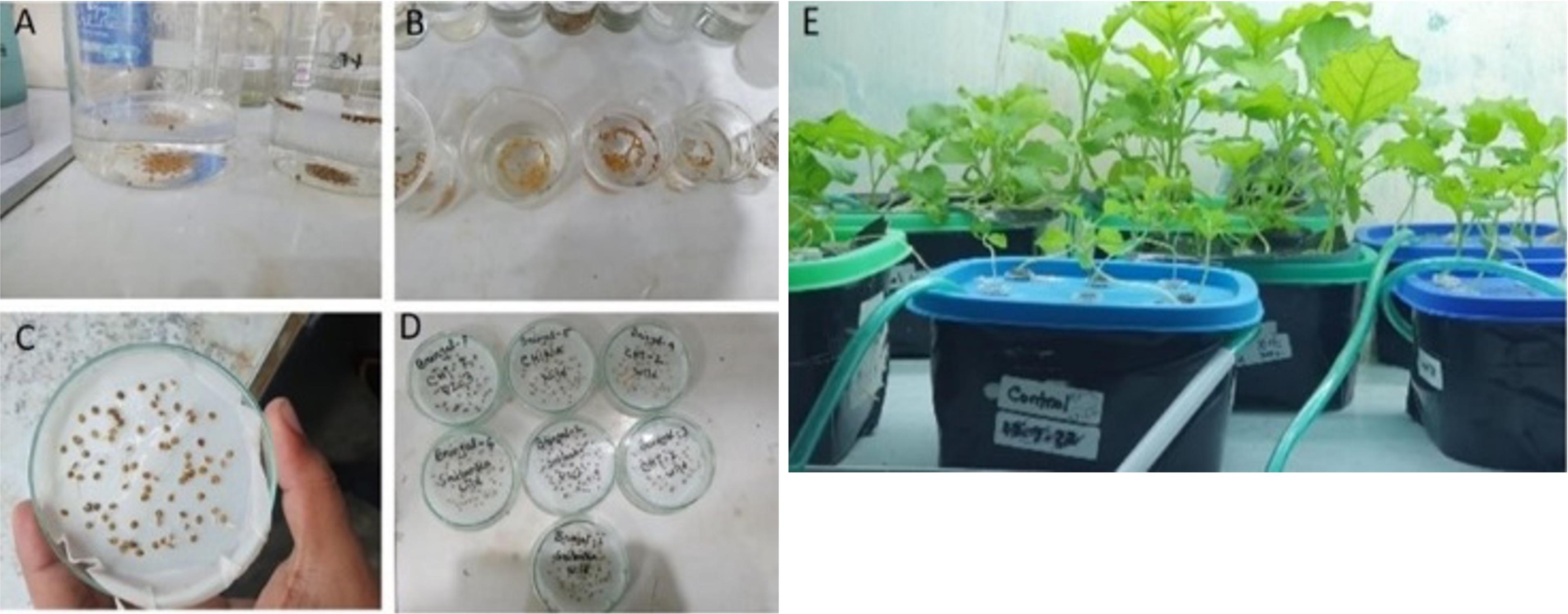 RAPD-markers assisted genetic diversity analysis and <span>Bt-Cry1Ac</span> gene identification in eggplant (<span>Solanum melongena</span> L.)